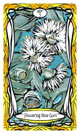 Australian Wildflower cover