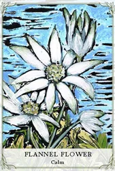 Australian Wildflower Reading Cards cover
