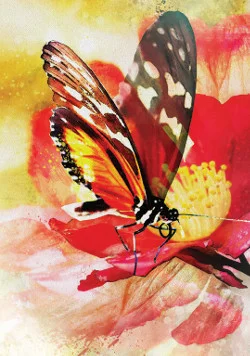 Butterfly Affirmations cover