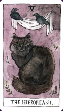 Cat cover
