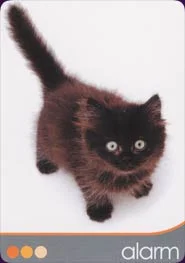 Cat Wisdom Cards cover