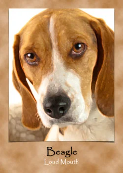 Dog Pack Oracle Cards cover