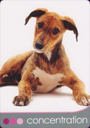 Dog Wisdom Cards cover