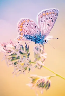 The Flower of Life cover
