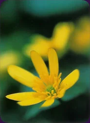 Flower Spirit Cards cover