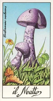 i Funghi più Belli del Mondo cover