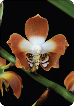 Orchid Healing Cards cover