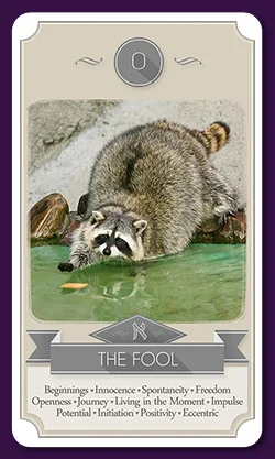Raccoon cover