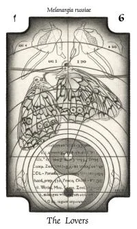 Sylph cover