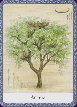 The Wisdom of the Trees cover